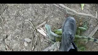 Iguana Hunting In Trinidad [upl. by Papke174]