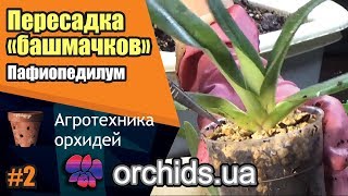 Как пересадить пафиопедилум Paphiopedilum Посадка quotбашмачковquot [upl. by Euqinim131]