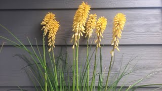 Red Hot Pokers  Kniphofia uvaria cultivars [upl. by Melanie]