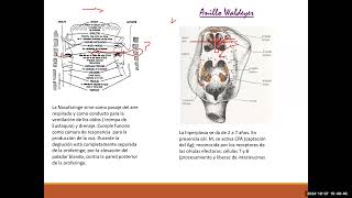 TEO 40PEDIATRIAINFECCIONES RESPIRATORIAS FARINGOAMIGDALITIS ADENOIDITIS Y OTITIS MEDIA [upl. by Nyleuqaj168]