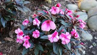 New Guinea Impatiens Impatiens hawkeri  Plant Identification [upl. by Lirrehs543]