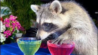 Wild Raccoon Taste Test of Red and Green JellO [upl. by Ramel]