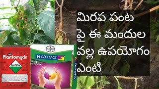 what is the uses of nativo and plantomycin in Mirchi plant powdery mildew root wilt [upl. by Kcirderfla259]