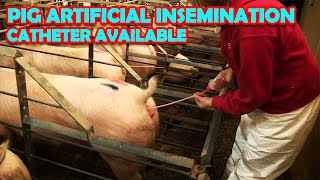 PIG ARTIFICIAL INSEMINATION amp CATHETER AVAILABLE [upl. by Enel]