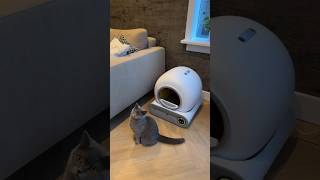 Automatische kattenbak🐈‍⬛ automatischekattenbak kattenbak cats britsekorthaar spon [upl. by Gass]