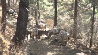 Mule train porter load up to Namche Nepal [upl. by Heger]