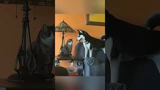 🐶 amp 🐈 shortvideo funny funnypetschannel cat petschannel yourcat petslovechannel yourpet [upl. by Goldman]