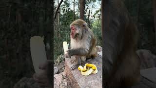 Banana peeling expert monkey [upl. by Tris]