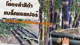 ไผ่ตงลำสีดำ…แบล็คแอสเปอร์ Dendrocalamus asper black [upl. by Danit]