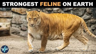 Liger  The Biggest and Strongest Feline in the World [upl. by Sidell]