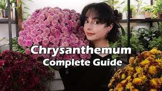 Chrysanthemum Plant Care Secrets 🍂 [upl. by Trudie]