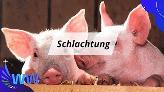 Schweineschlachtung  Vom Tier auf den Teller [upl. by Hassin]