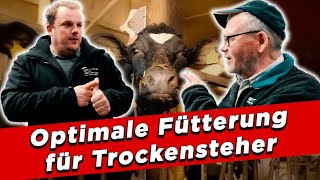 Optimale Fütterung für Trockensteher  My KuhTube Film 915 [upl. by Enela]