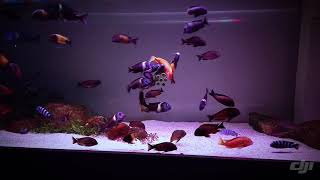 my tropheus fish tank [upl. by Yztim]