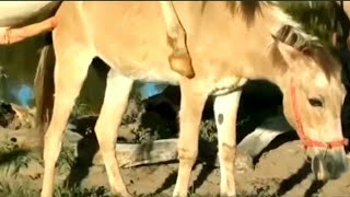 Horse breedingdonkey mating animal matinghorse mating and the best power video [upl. by Gallagher]