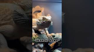 Feeding Drako his Dubias beardeddragon feeding reptiles asmr [upl. by Granthem]