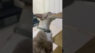 Cat Sniffing😊 cutecat sniffing funny viralshorts catvideos [upl. by Anyala]