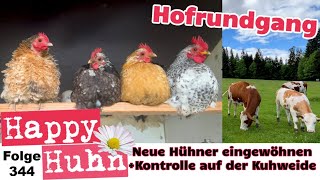 HofRundgang im Mai Neue Hühner eingewöhnen und Kontrolle bei unseren Mutterkühen Happy Huhn E344 [upl. by Esenwahs705]