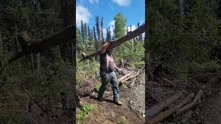 I wonder what is the heaviest log he can carry viking vikinglife alaska homesteading [upl. by Antipas]