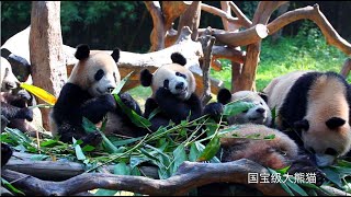 The Guangzhou Chimelong Safari Park Guide For Everyone  A Must Visit If Youre in Guangzhou [upl. by Rolph]