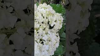 🤍🤍hydrangea flower short [upl. by Sherj748]