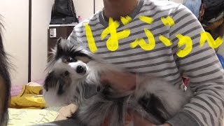 【可愛いシェルティ】甘噛み対策法。Cute SheltieAnti  chewing measures [upl. by Kyrstin]