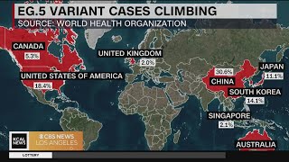 A new COVID19 variant pushes up cases in the US [upl. by Wesle]