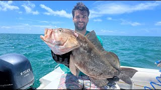 Shallow Water Spearfishing  BIG Grouper amp Hogfish  Catch amp Cook [upl. by Januarius]