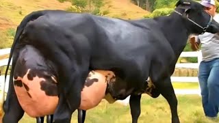 डेयरी फार्म मे girlando cow कैसे तैयार करे  Gir Cow  jersey cow [upl. by Charin]