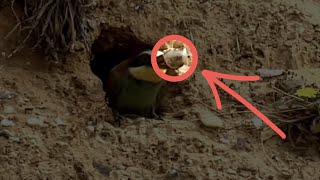 Adult Beeeater Carries Out Piece Of Eggshell From Nest  Norfolk Bee Eaters [upl. by Cordle280]