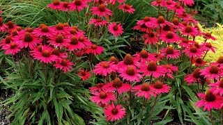 Best Perennials  Echinacea Glowing Dream Coneflower [upl. by Brick391]