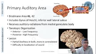 Temporal Lobe Functional Areas [upl. by Ellette]