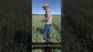 SAVIAN FERTILIZANTES DIALOGO CON EL INGENIERO ANDRES GONZALEZ [upl. by Rastus]