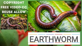 EarthWorm Copyright Free Video  Footage Free Stock [upl. by Eneluqcaj]