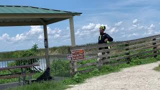 Crazy guy messes with giant alligator stuck in pavilion at Lake Apopka Wildlife Drive [upl. by Dinesh351]