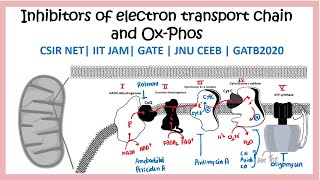 Inhibitors of electron transport chain  GATB2020  IIT JAM  JNU CEEB  CSIR NET  GATE [upl. by Einiar21]