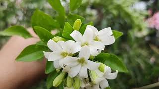 Murraya PaniculataOrange JasmineMock orangeMadhukamini plant [upl. by Torrell204]