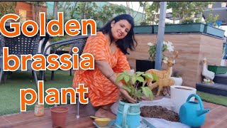 Golden brassia plant  How to growcare Golden brassia plant  best Indoor plant  Exotic plant [upl. by Yokum]