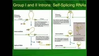 Types I and II SelfSplicing Autocatalytic Introns in mRNA [upl. by Lyred]