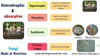 Mode of Nutrition in Fungi Saprophytic Parasitic Symbiotic and Predatory biologyexams4u fungi [upl. by Eiclehc]