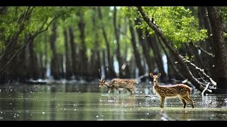 Sundarban Video By Tourism Bengal [upl. by Ojahtnamas815]