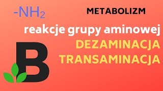 TRANSAMINACJA DEZAMINACJA Reakcje grupy aminowej metabolizm biologia  KOREPETYCJE z BIOLOGII  227 [upl. by Bonnette]