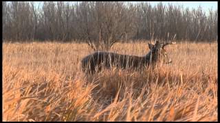 Why You Should Hunt From a Ground Blind  Deer Hunting [upl. by Lemcke]