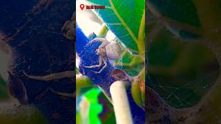 Incredible creation Insects world 🦗🕷️🦋 shorts [upl. by Aeel]