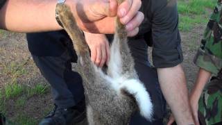 Killing Skinning and Gutting a Rabbit Part 1 [upl. by Anyek]