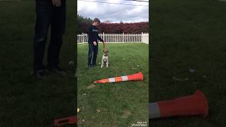 Canine Rehabilitation Cavaletti Exercise [upl. by Grishilde]