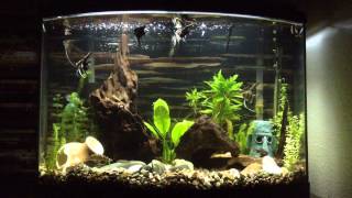 36 Gallon Bowfront Aquarium Angelfish Tank [upl. by Nalepka]