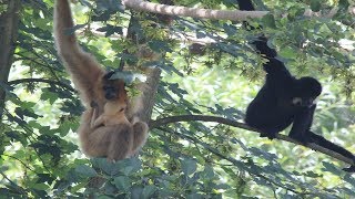 Goudwanggibbons  Gibbon à joues jaunes  Yellowcheeked gibbons  Pairi Daiza [upl. by Faletti]