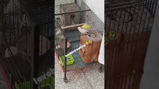 Love bird crossing mating birds youtubeshorts foryou lovebirds parrot shorts shotsvideo [upl. by Satsoc]