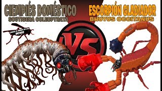 ESCORPIÓN GLADIADOR VS CIEMPIÉS DOMÉSTICO  COMENTADO [upl. by Arezzini648]